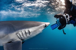 Blue Shark getting up close and personal by Nick Polanszky 